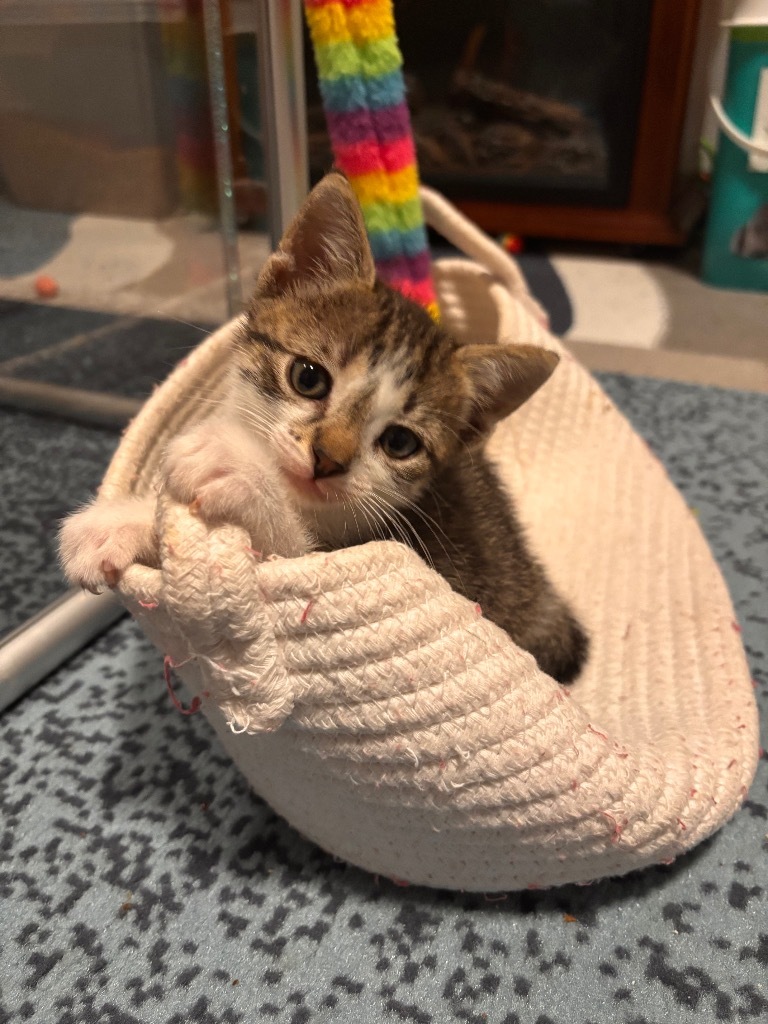 Chairman meow