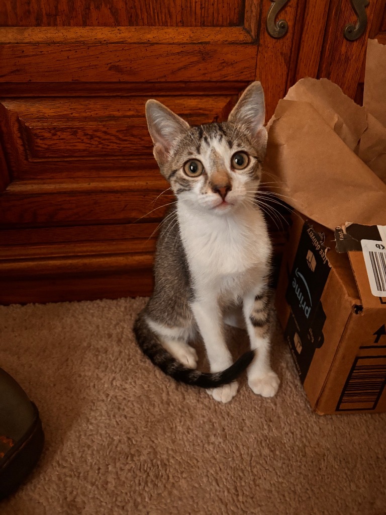Chairman meow