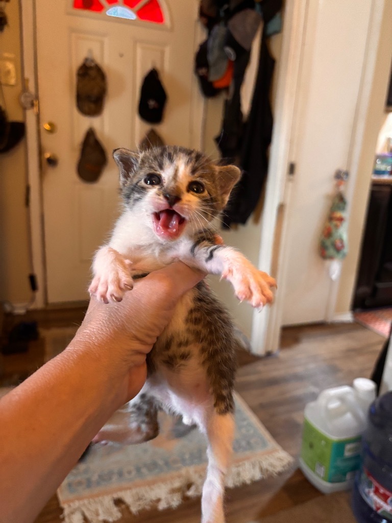 Chairman meow
