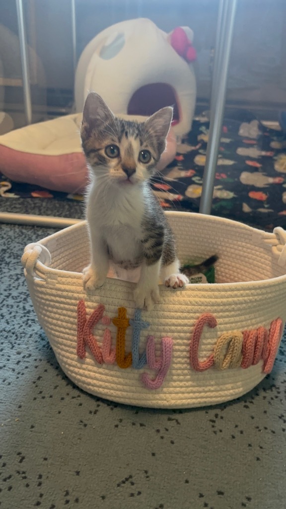 Chairman meow