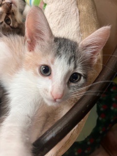Miss Toots