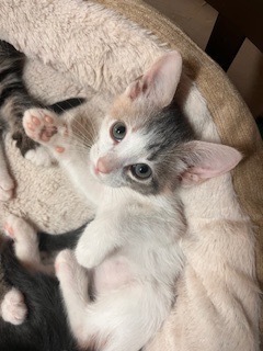 Miss Toots