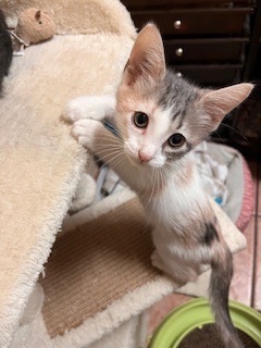Miss Toots