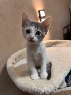 Miss Toots