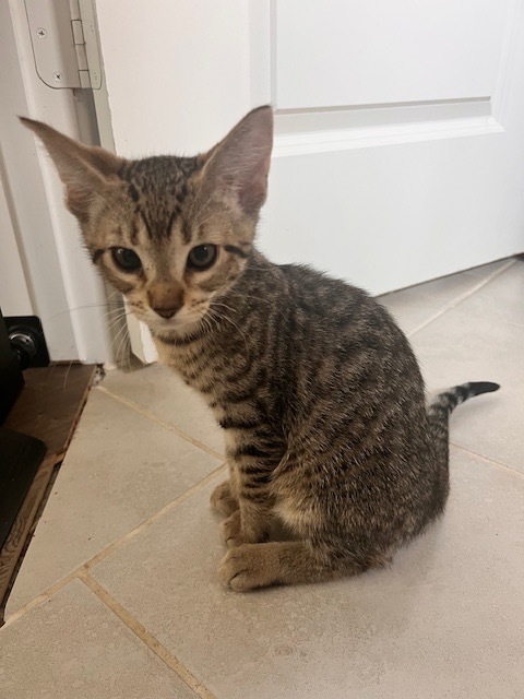 ziggy