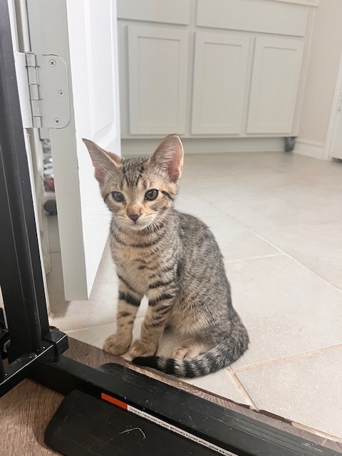 ziggy