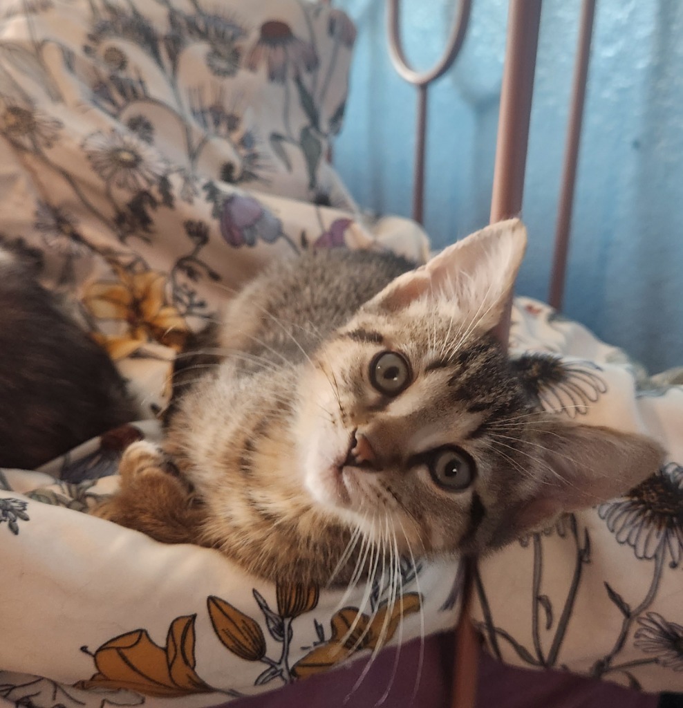 Pepito