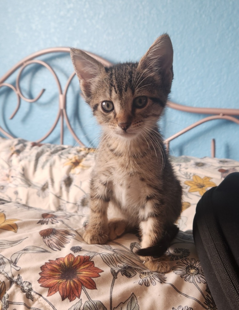 Pepito
