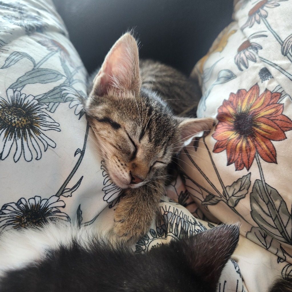 Pepito