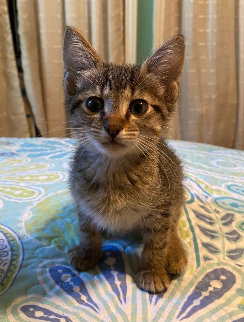 Pepito