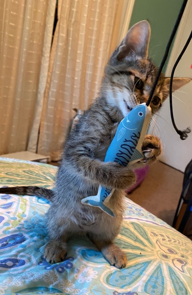 Pepito