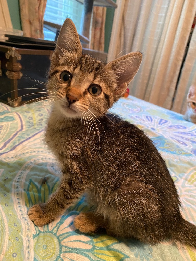 Pepito