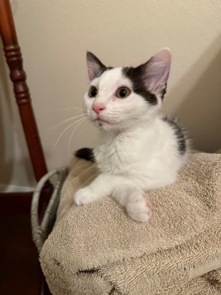 Tuxie