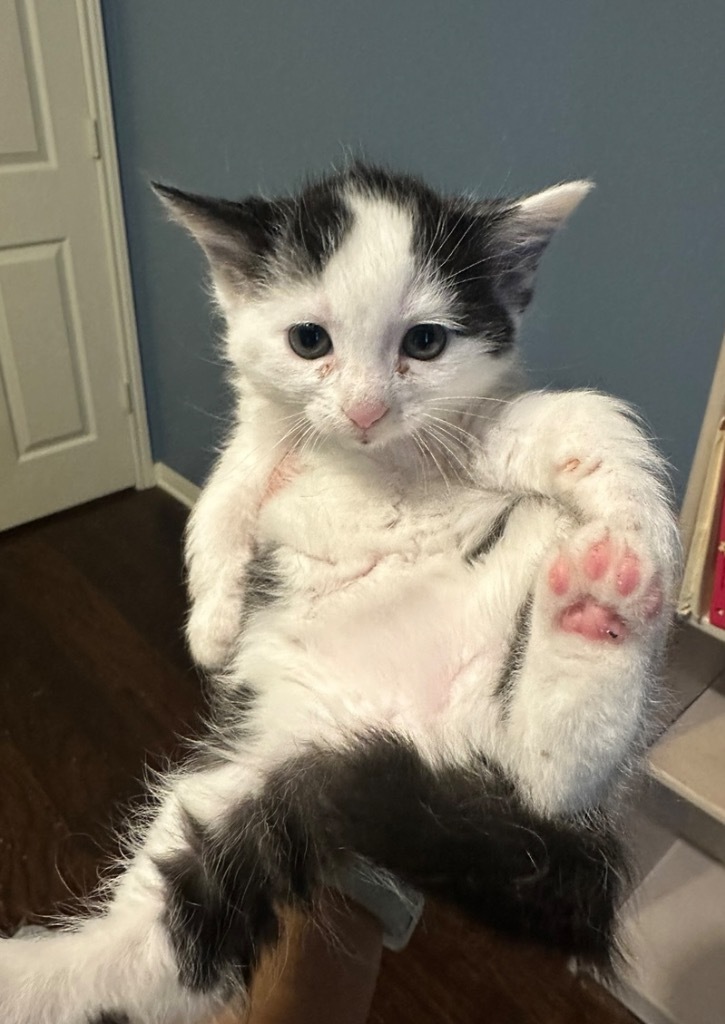 Tuxie