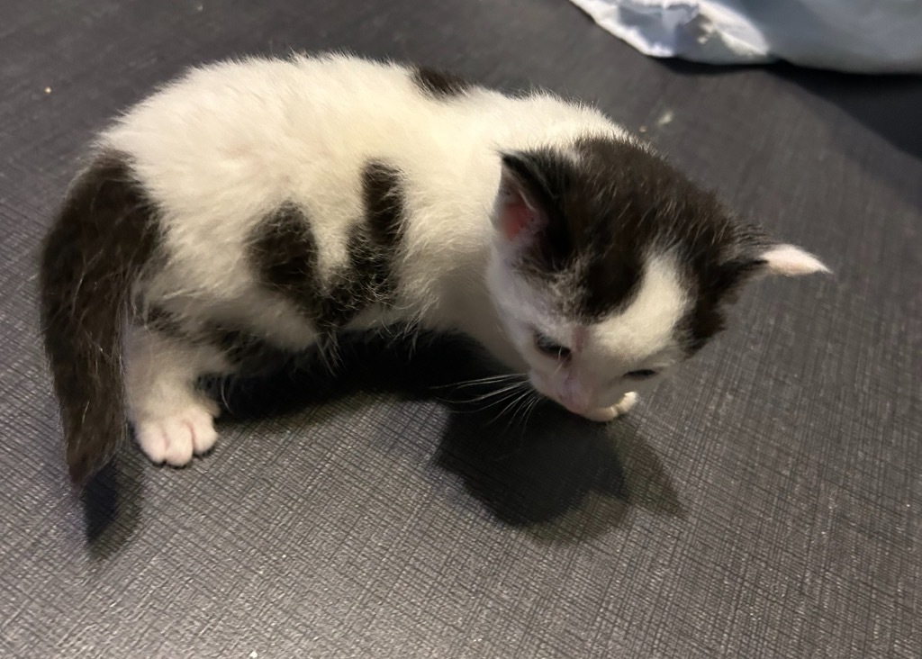 Tuxie