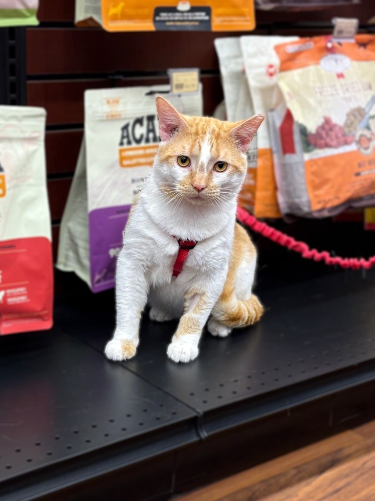 Lord Stanley, an adoptable Domestic Short Hair in Calgary, AB, T3S 0C5 | Photo Image 1