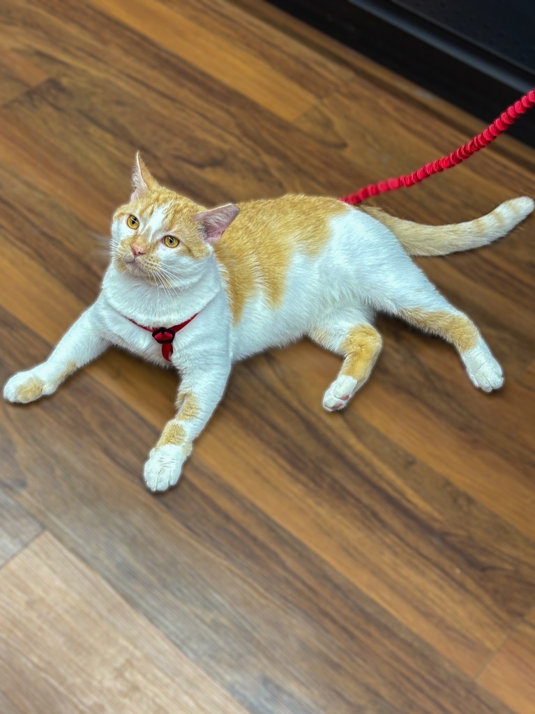 Lord Stanley, an adoptable Domestic Short Hair in Calgary, AB, T3S 0C5 | Photo Image 2