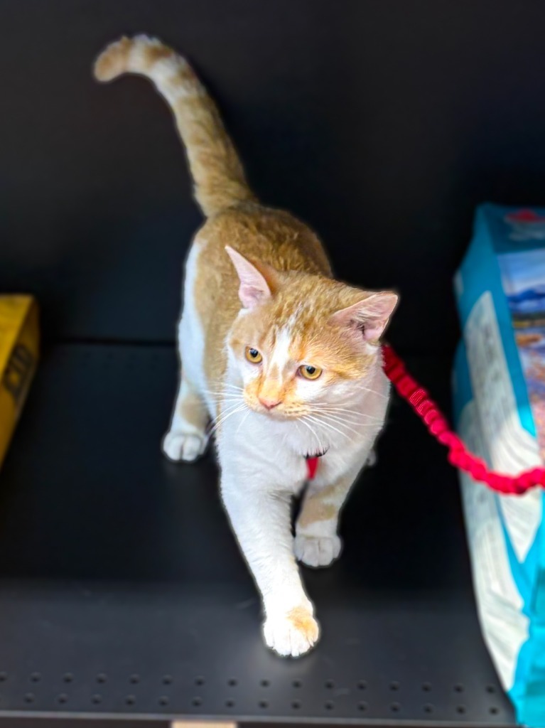 Lord Stanley, an adoptable Domestic Short Hair in Calgary, AB, T3S 0C5 | Photo Image 3