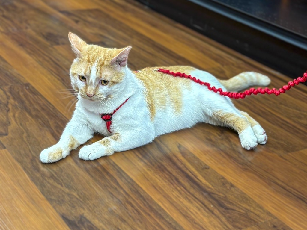Lord Stanley, an adoptable Domestic Short Hair in Calgary, AB, T3S 0C5 | Photo Image 4