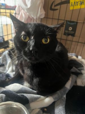 96-Pen, Adult Male Domestic Short Hair
