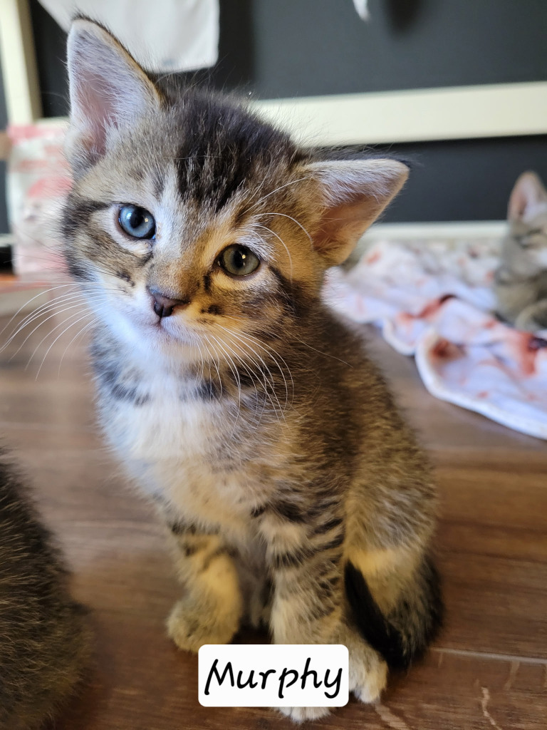 Murphy