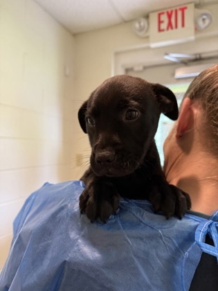 Everglade, an adoptable Labrador Retriever, Mastiff in Harbor Springs, MI, 49740 | Photo Image 1