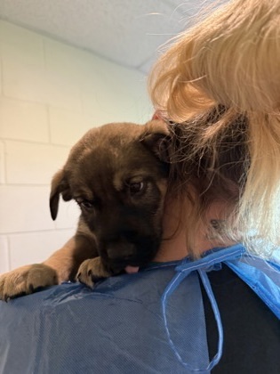 Zion, an adoptable Labrador Retriever, Mixed Breed in Harbor Springs, MI, 49740 | Photo Image 1