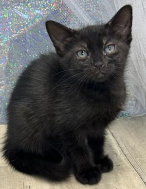Sparrow, Adult Female Domestic Short Hair