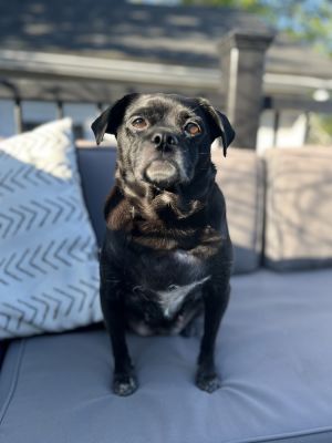 Nala Pug Dog