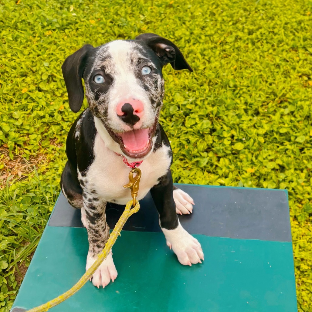 Sally 5727, an adoptable Boerboel, Husky in LOXAHATCHEE, FL, 33470 | Photo Image 3