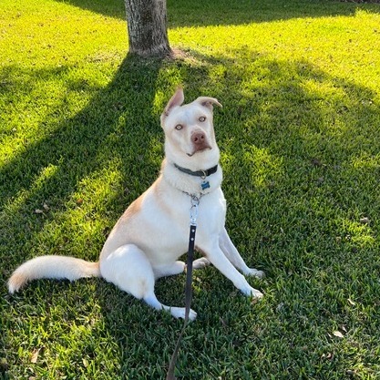 Frosty AKA Koda