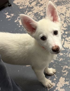 Elektra- 16 weeks  16lbs as of 66 Aussie Mix Spayed Estimated to Be About 50lbs Full Grown Thi