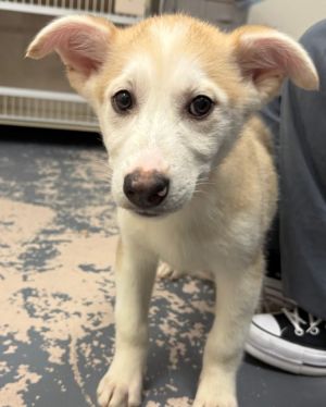 Eliza - 16 weeks  16lbs as of 66 Aussie Mix Spayed Estimated to Be About 50lbs Full Grown This