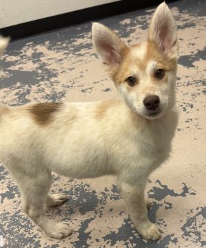 EDA - 16 weeks  16lbs as of 66 Aussie Mix Spayed Estimated to Be About 50lbs Full Grown This