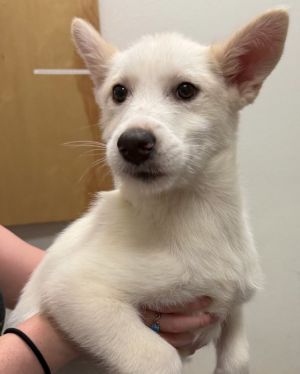 Eliza- 16 weeks  16lbs as of 66 Aussie Mix Spayed Estimated to Be About 50lbs Full Grown This 