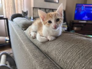 Blanco, Baby Male Domestic Short Hair