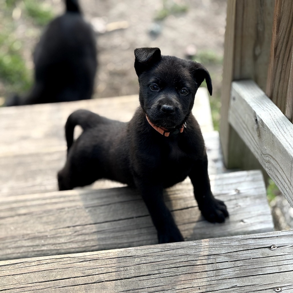 Kookaburra - Orange, an adoptable Shepherd, Black Labrador Retriever in Duluth, MN, 55803 | Photo Image 1