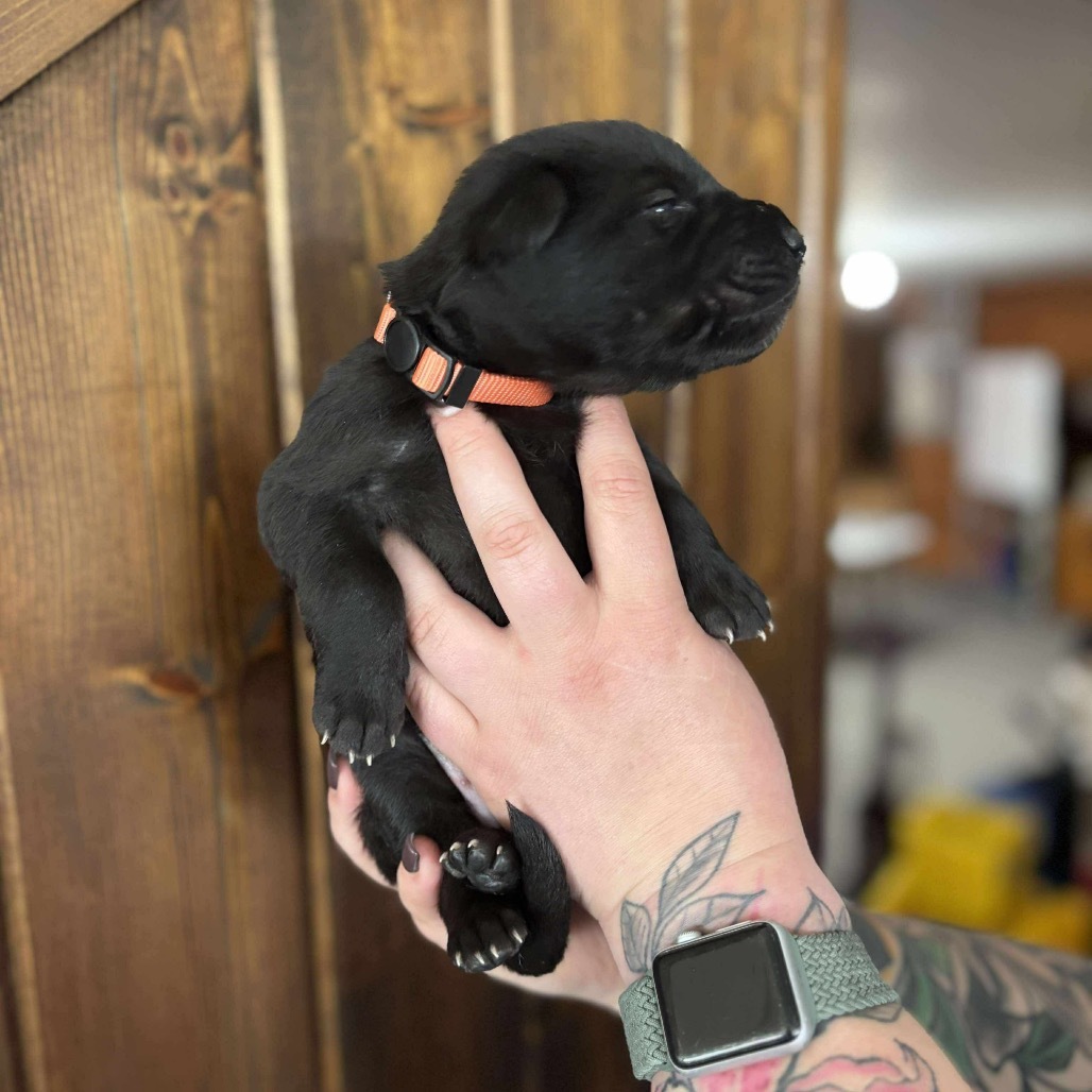 Kookaburra - Orange, an adoptable Shepherd, Black Labrador Retriever in Duluth, MN, 55803 | Photo Image 2