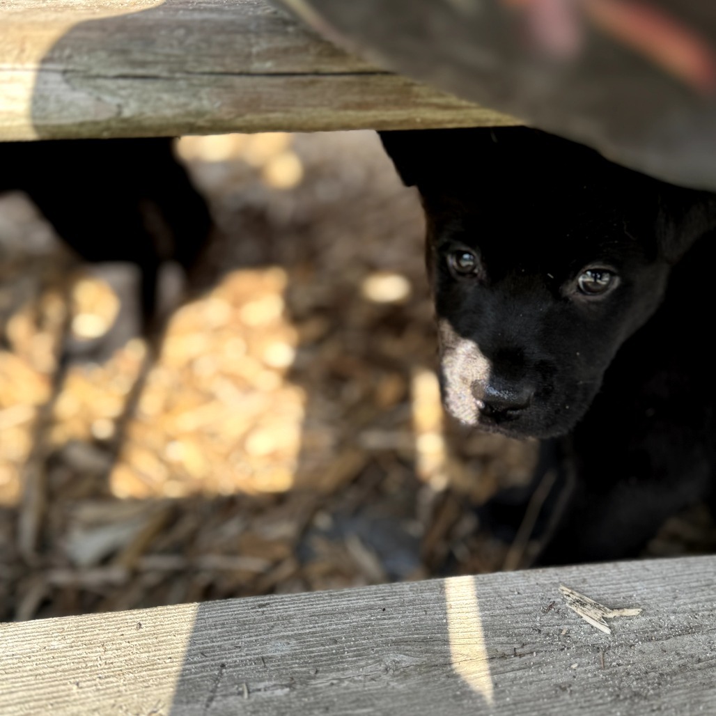 Kookaburra - Orange, an adoptable Shepherd, Black Labrador Retriever in Duluth, MN, 55803 | Photo Image 3