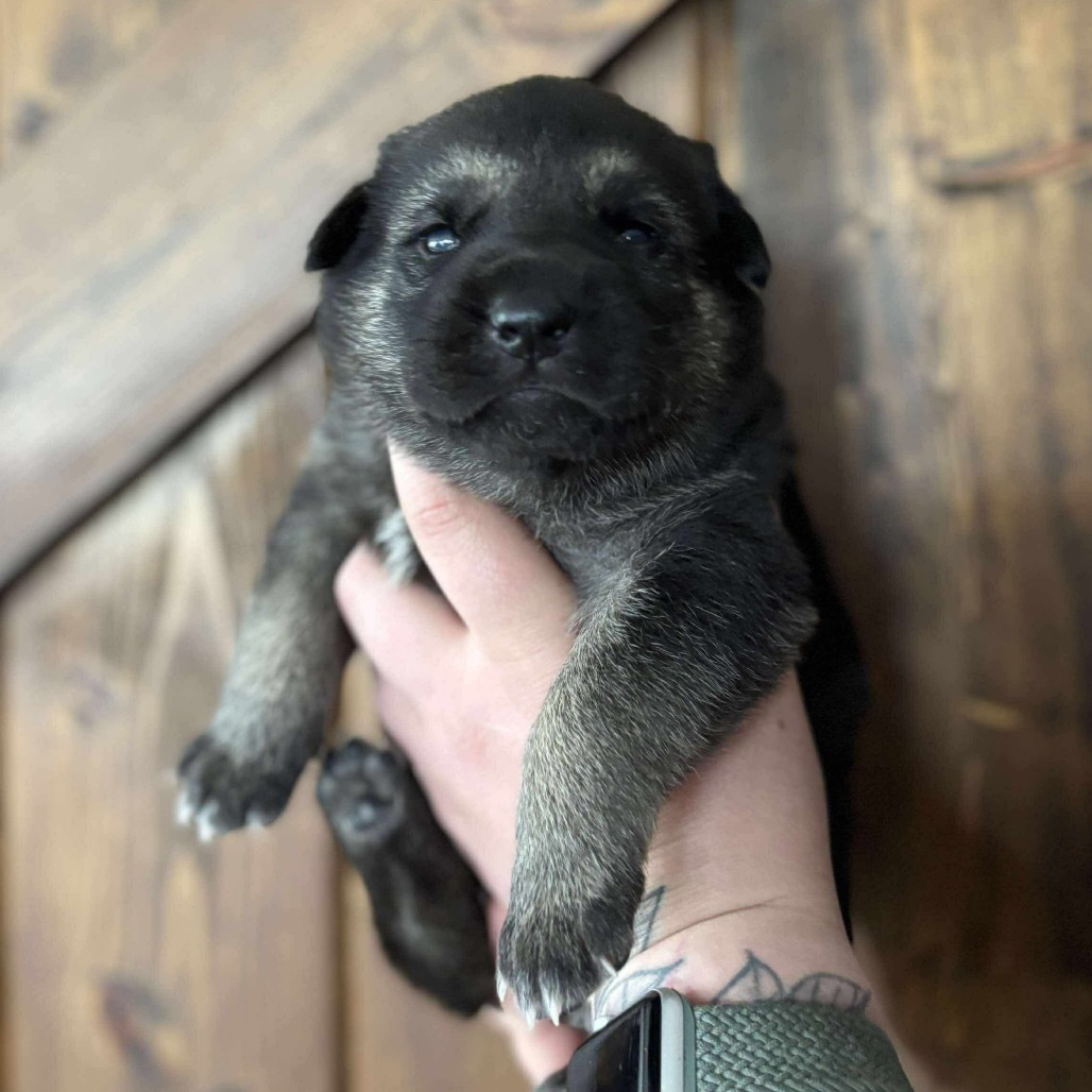 Koala - Purple, an adoptable Shepherd, Black Labrador Retriever in Duluth, MN, 55803 | Photo Image 1