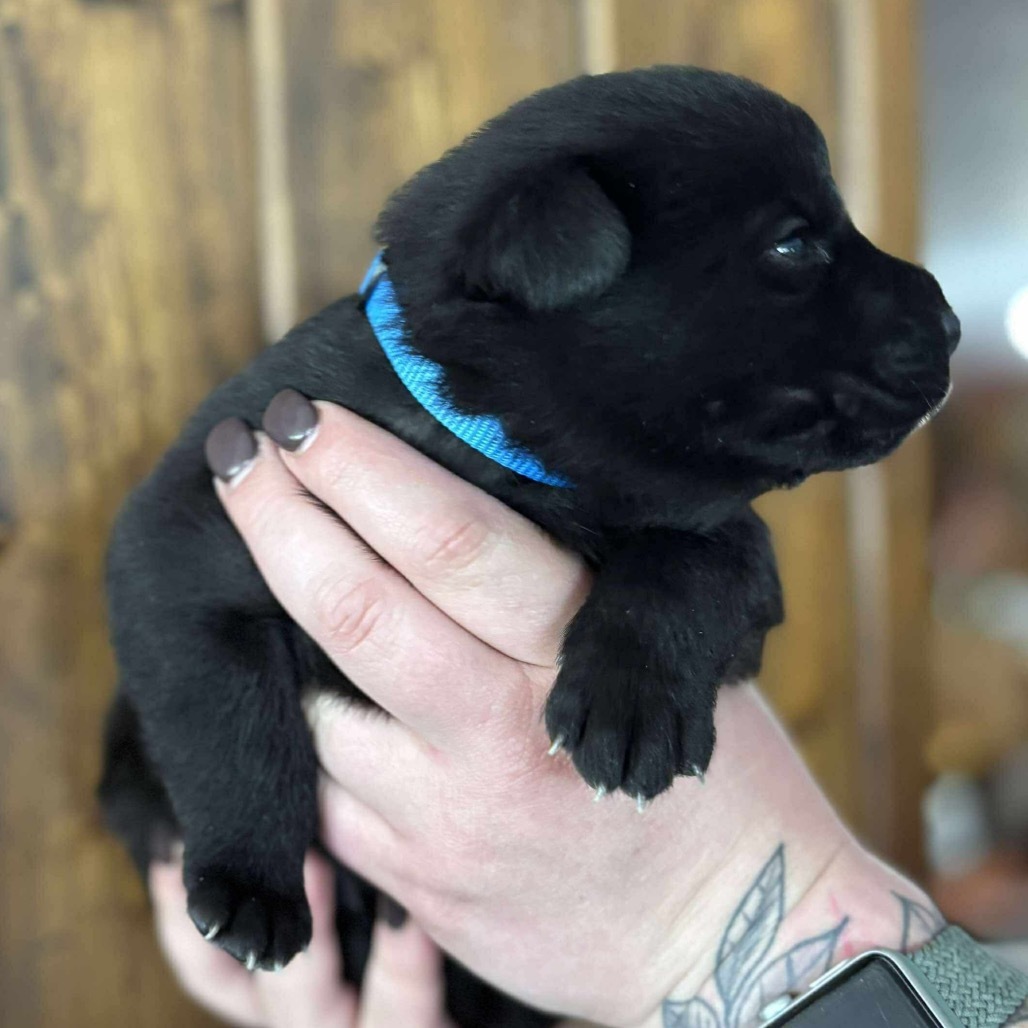 Wombat - Blue, an adoptable Shepherd, Black Labrador Retriever in Duluth, MN, 55803 | Photo Image 1