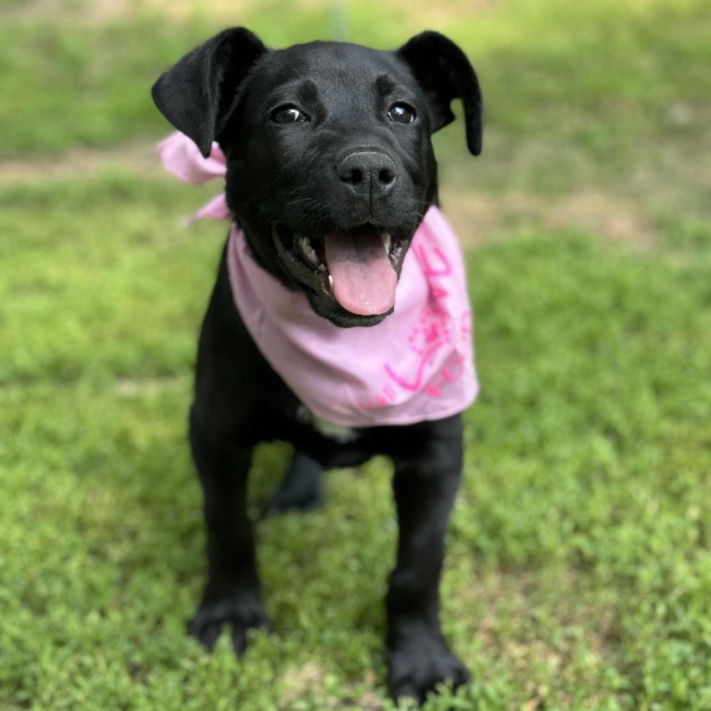 Sweet Pea