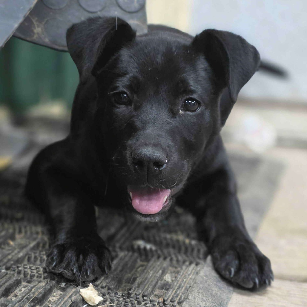 Sweet Pea, an adoptable Black Labrador Retriever, Mixed Breed in Brainerd, MN, 56401 | Photo Image 2
