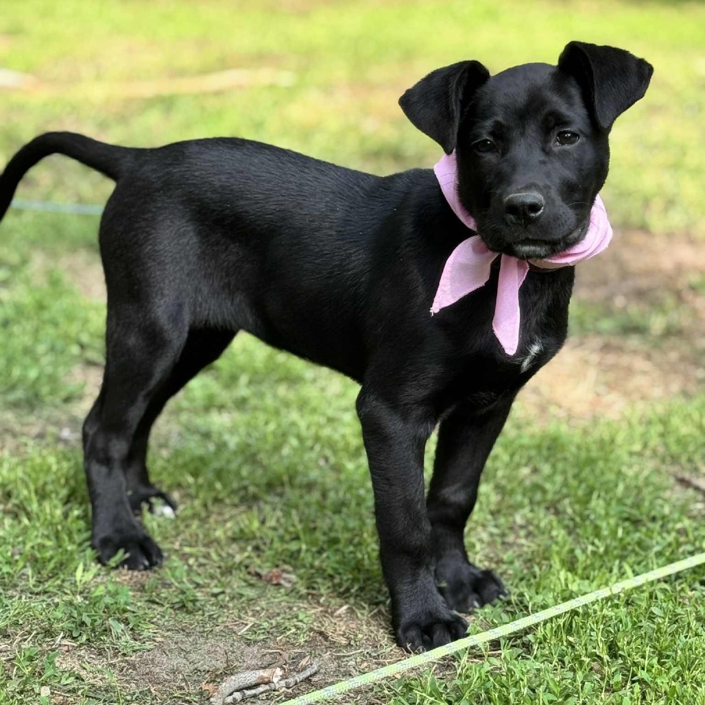 Sweet Pea