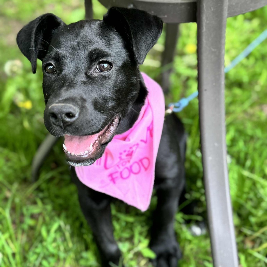 Sweet Pea, an adoptable Black Labrador Retriever, Mixed Breed in Brainerd, MN, 56401 | Photo Image 5