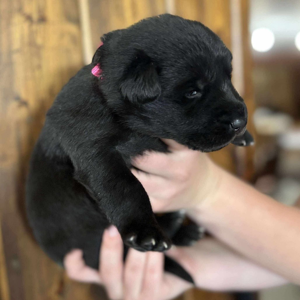 Lorikeet - Pink, an adoptable Shepherd, Black Labrador Retriever in Duluth, MN, 55803 | Photo Image 1