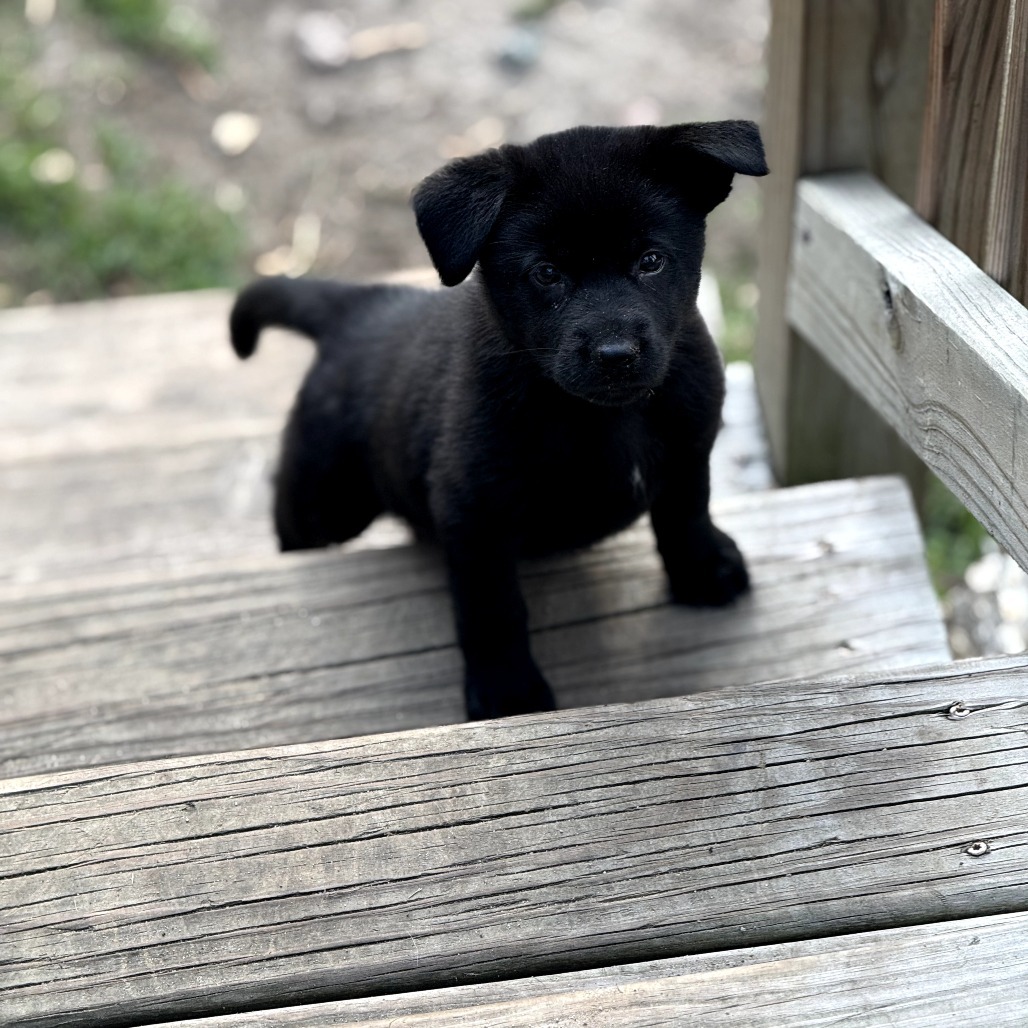 Wallaby - Green, an adoptable Shepherd, Black Labrador Retriever in Lake George, MN, 56458 | Photo Image 1
