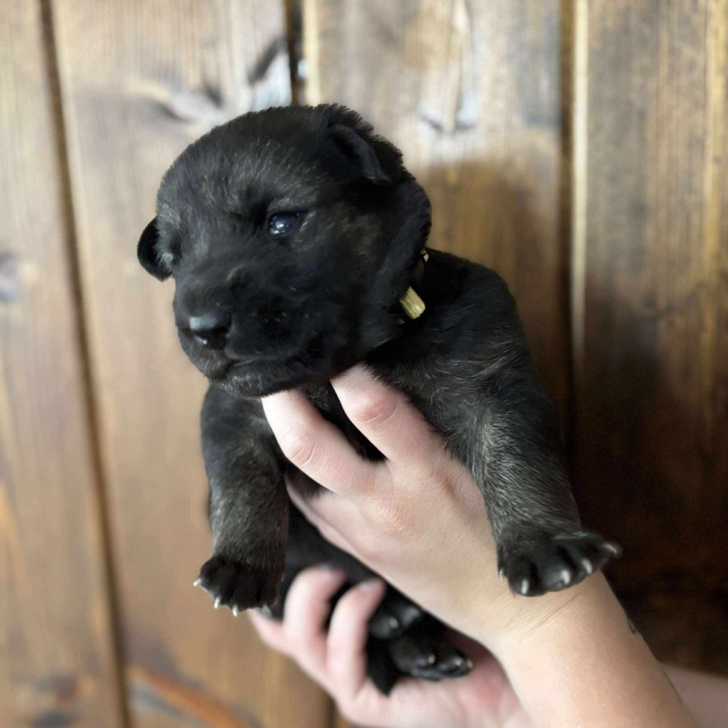 Kangaroo - Yellow, an adoptable Shepherd, Black Labrador Retriever in Lake George, MN, 56458 | Photo Image 1
