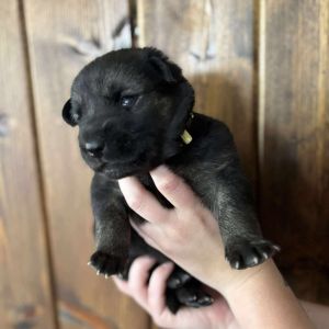 Kangaroo - Yellow, Baby Female Shepherd