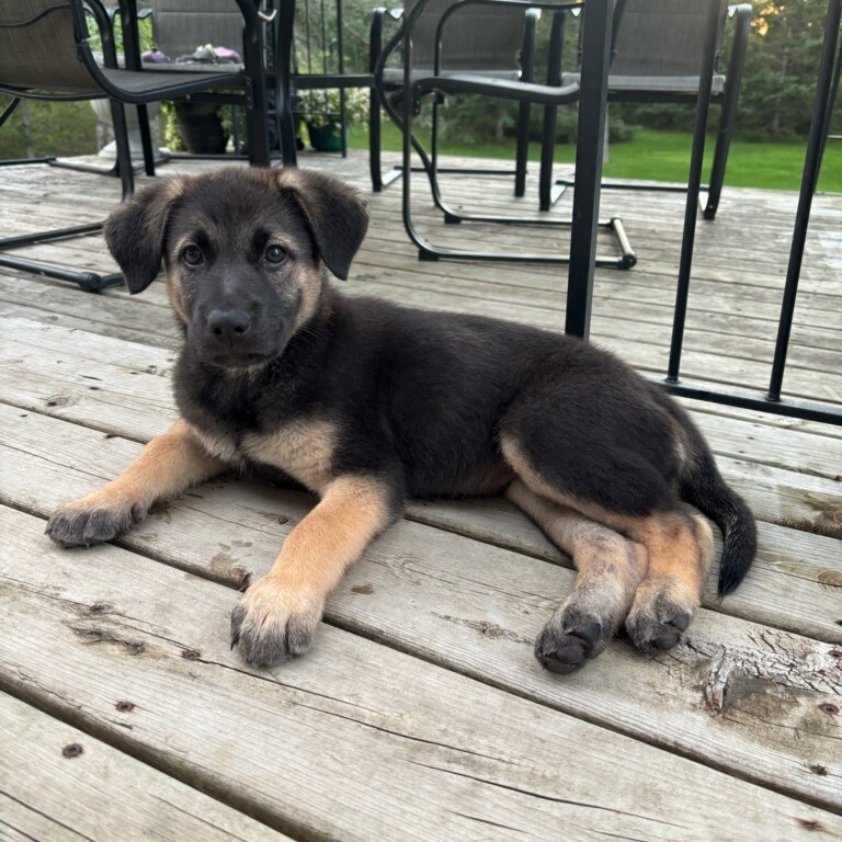 Kangaroo - Yellow, an adoptable Shepherd, Black Labrador Retriever in Lake George, MN, 56458 | Photo Image 1